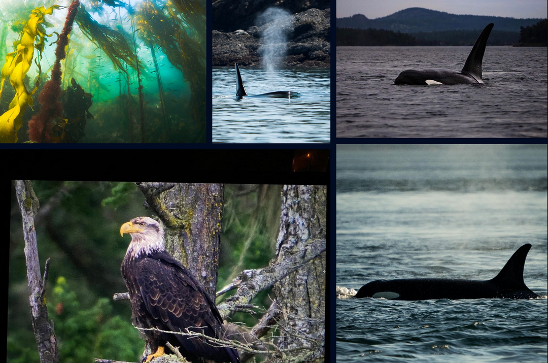 Freediving the Orca Trail on San Juan Island with Snow and Cy